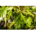 Бреза (Betula pendula Crispa) Бреза (Betula pendula Crispa)